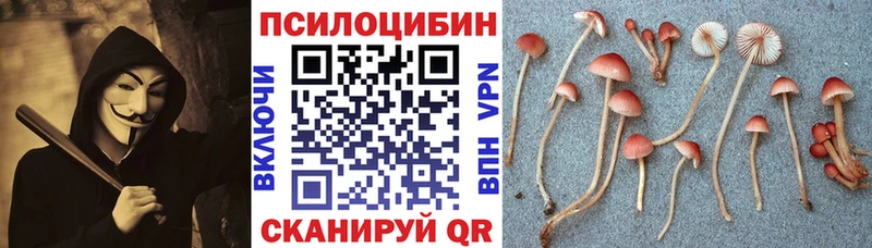 Псилоцибиновые грибы Psilocybe  Северская 